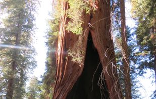 Giant sequoia 'Hart Tree' along the Redwood Mountain Grove, Sequoia National Park, California, United States