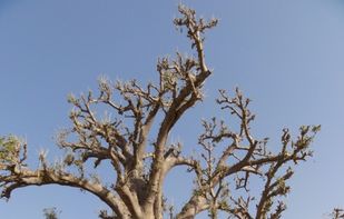 Baobab close to the N1, Gandiaye, Kaolack, Senegal