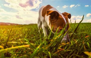 motosha screenshot 3