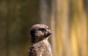 motosha screenshot 3