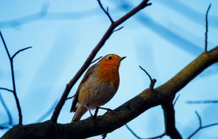 motosha screenshot 2