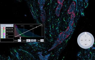 Adjust fluorescence channels separate