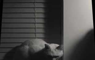 Obscura — Pro Camera screenshot 3