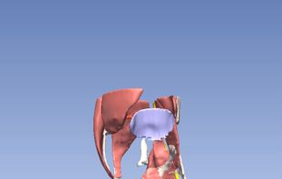 Open Anatomy screenshot 2