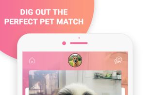 Petamiko screenshot 3