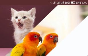 Pet Pals screenshot 1