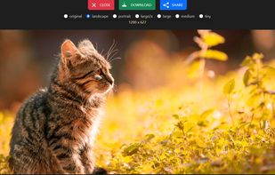 Photo Downloader Online screenshot 1