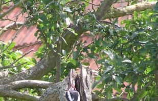 PhotoChiotte screenshot 1