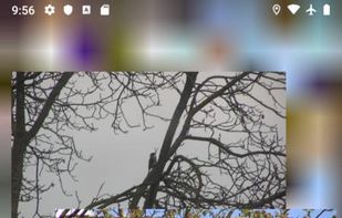 PhotoChiotte screenshot 3