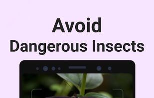 Picture Insect screenshot 3