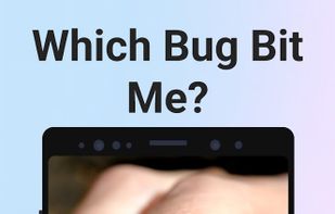 Picture Insect screenshot 2