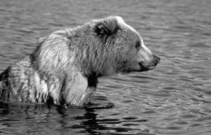 placebear screenshot 1