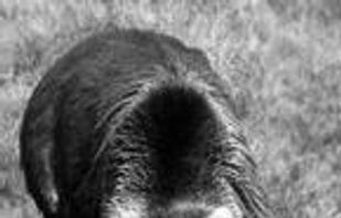 placebear screenshot 1