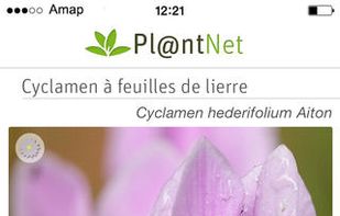 Pl@ntNet screenshot 1