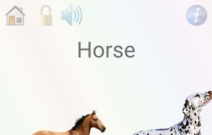 Choose the right animal game