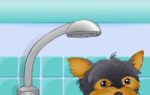 Poor Little Dog: Yorkie screenshot 1