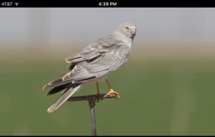 Raptor ID screenshot 3