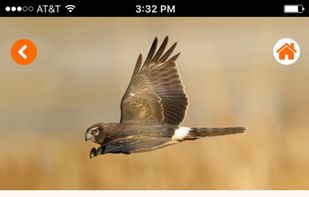 Raptor ID screenshot 2