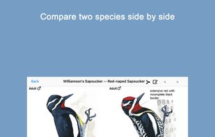 Sibley Birds 2nd Edition screenshot 1