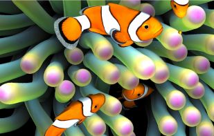 Sim Aquarium screenshot 2