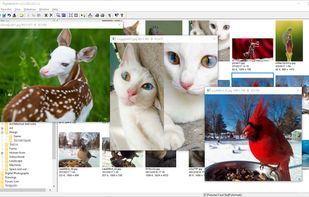 Independent resizable viewing windows