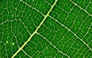 Tela Botanica screenshot 2