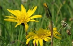 Tela Botanica screenshot 1