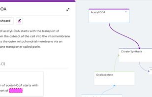Mind maps, notes and flashcards in one