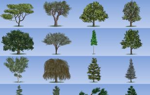 Tree Studio screenshot 3