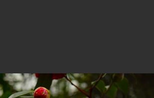 Overlay Slide - Cut the side of the image in the front