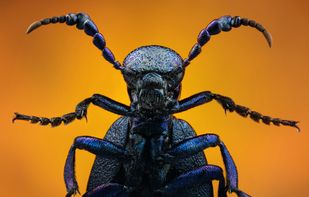 Example image "Studio stack: Oil Beetle" by John Hallmén

Source: https://www.flickr.com/photos/johnhallmen/5614586666/