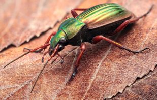 Another example "Golden luster" by André De Kesel

Source: https://www.flickr.com/photos/andredekesel/17275019651/in/photostream/