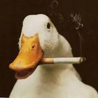 Serious Goose