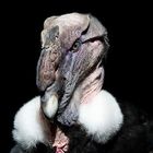 condor