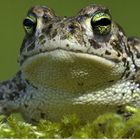 Natterjack565