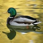 mallard
