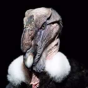 AlternativeTo profile picture for @condor
