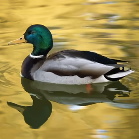 AlternativeTo profile picture for @mallard