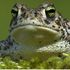Natterjack565